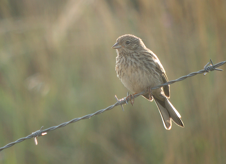 Grijze gors / Rock Bunting