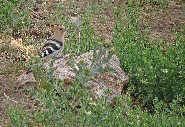 Hop / Eurasian Hoopoe