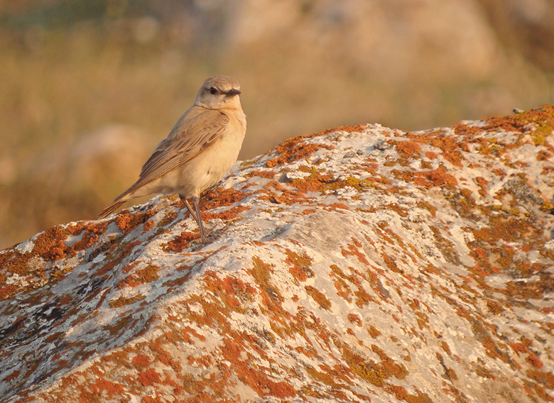 Izabeltapuit / Isabelline Wheatear