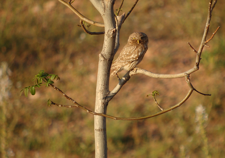 Steenuil / Little Owl
