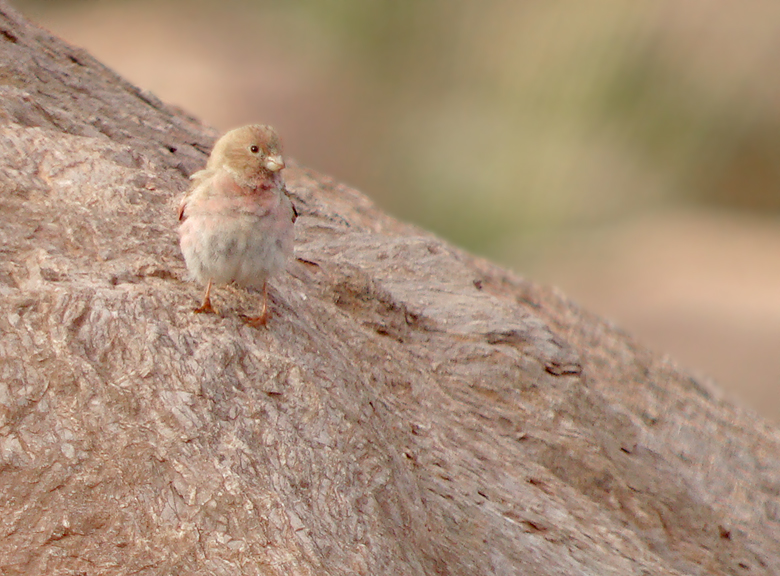 Mongoolse woestijnvink / Mongolian Finch