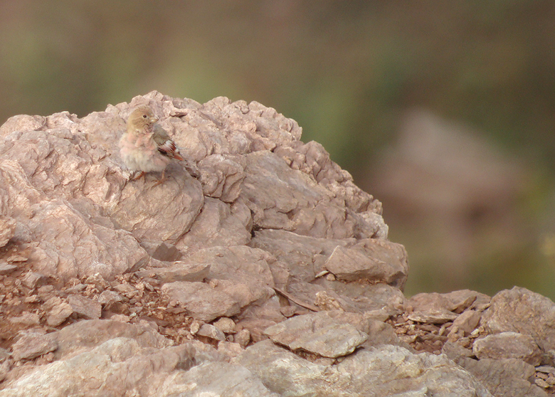 Mongoolse woestijnvink / Mongolian Finch