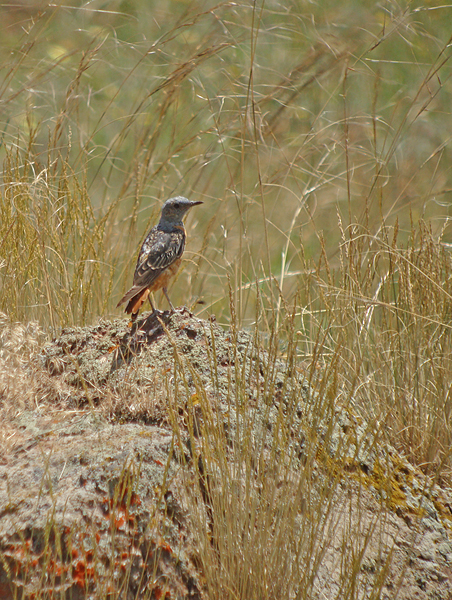 Rode rotslijster / Rock Thrush