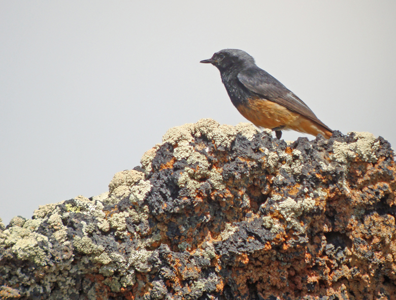 Zwarte roodstaart / Black Redstart