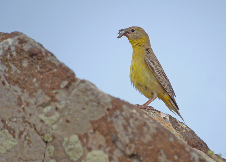 Zwartkopgors / Black-headed Bunting