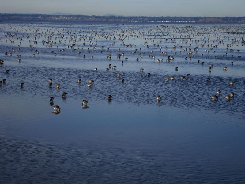 Dunlins