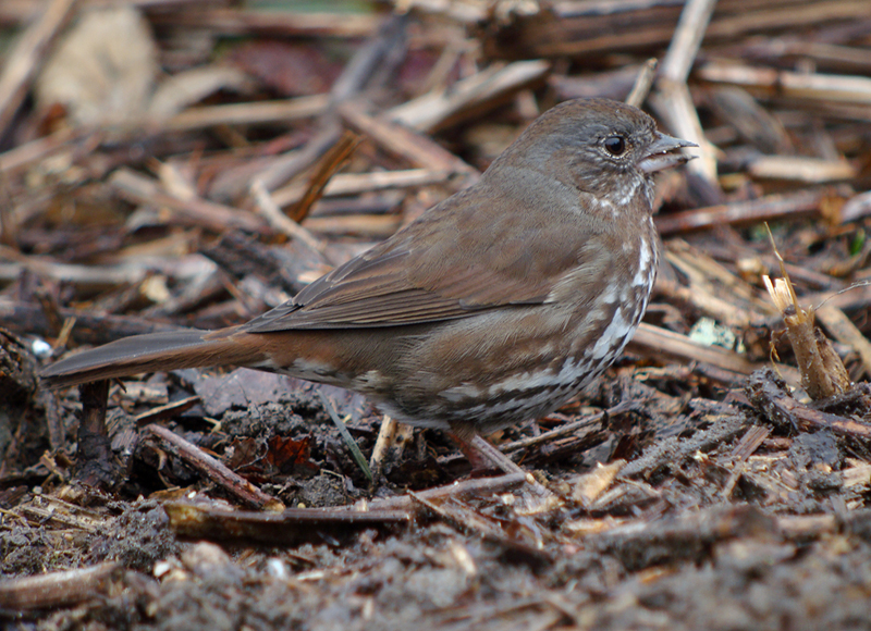 Fox Sparrow