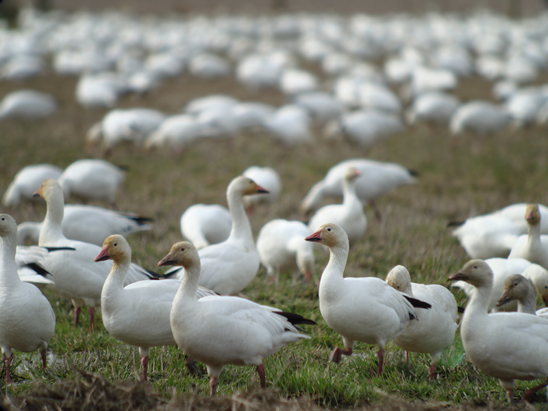 Snow Goose