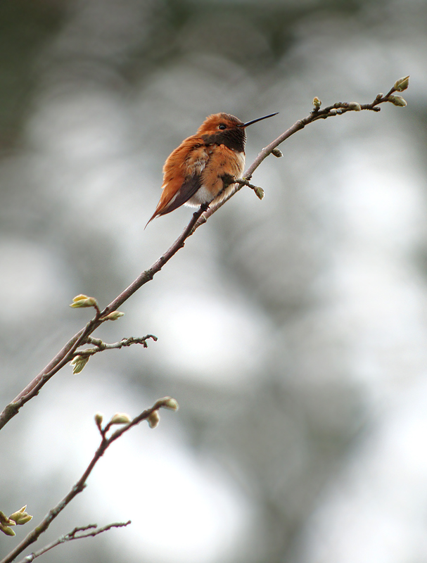 Rufous Hummingbird