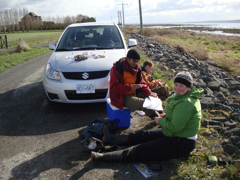 Processing Dunlins