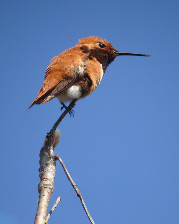 Rufous Hummingbird