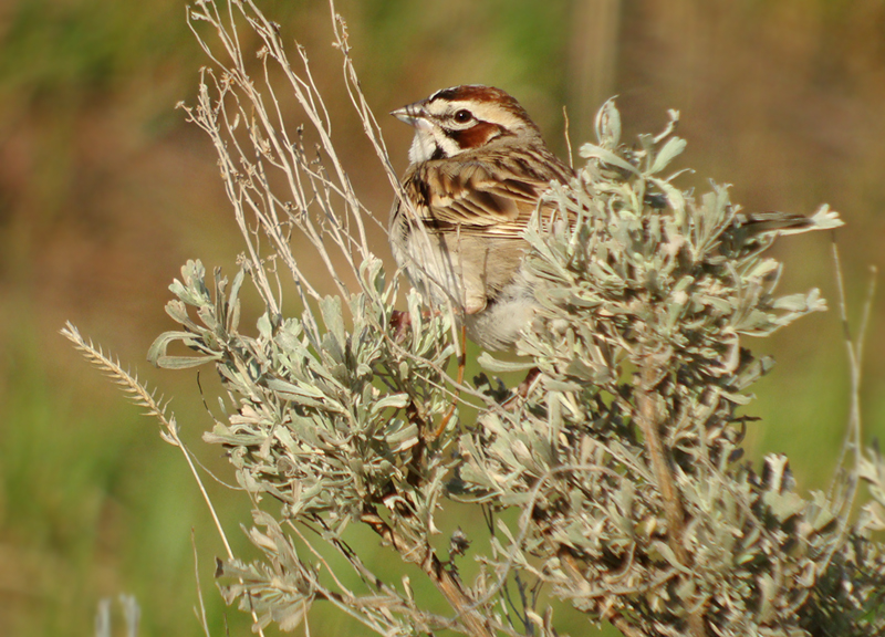 Lark Sparrow