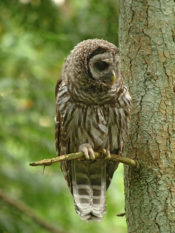 Barred Owl