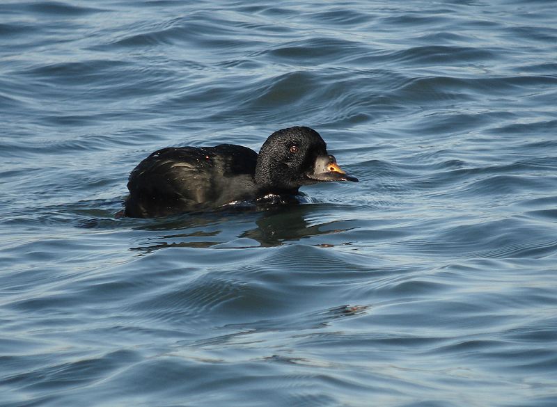 Zwarte zee-eend / Black Scoter