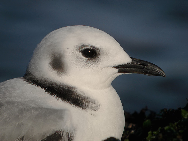 Drieteenmeeuw / Kittiwake