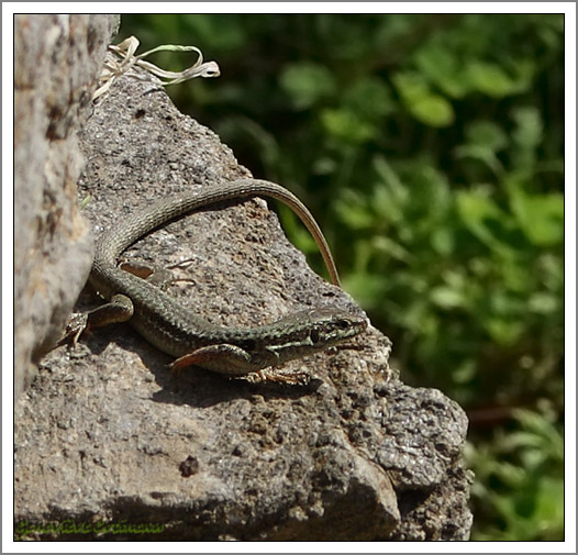 Lzard tyrrhnien /  Podarcis tiliguerta 