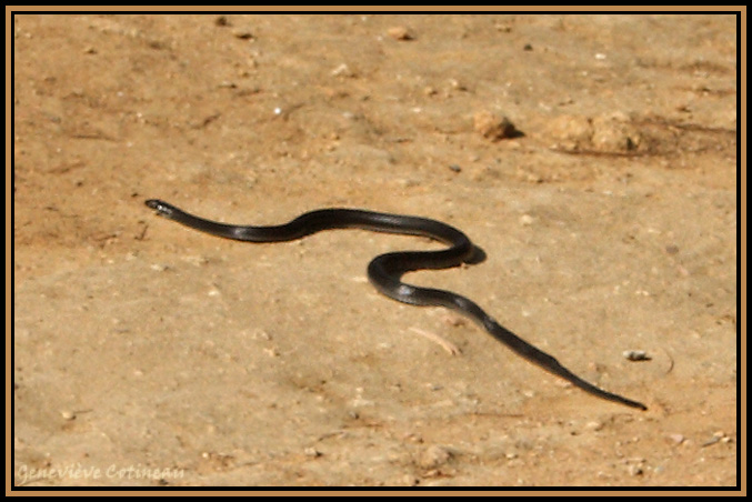 Couleuvre /  Hierophis viridiflavus