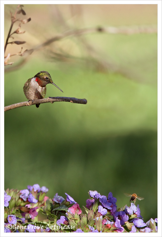 Le colibri et labeille