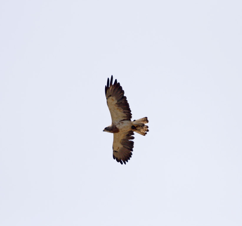 Swainsons Hawk - light morph_7029.jpg