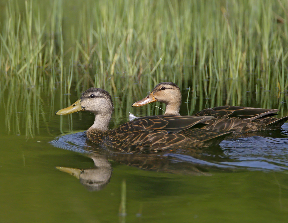Mottled Duck_6787.jpg