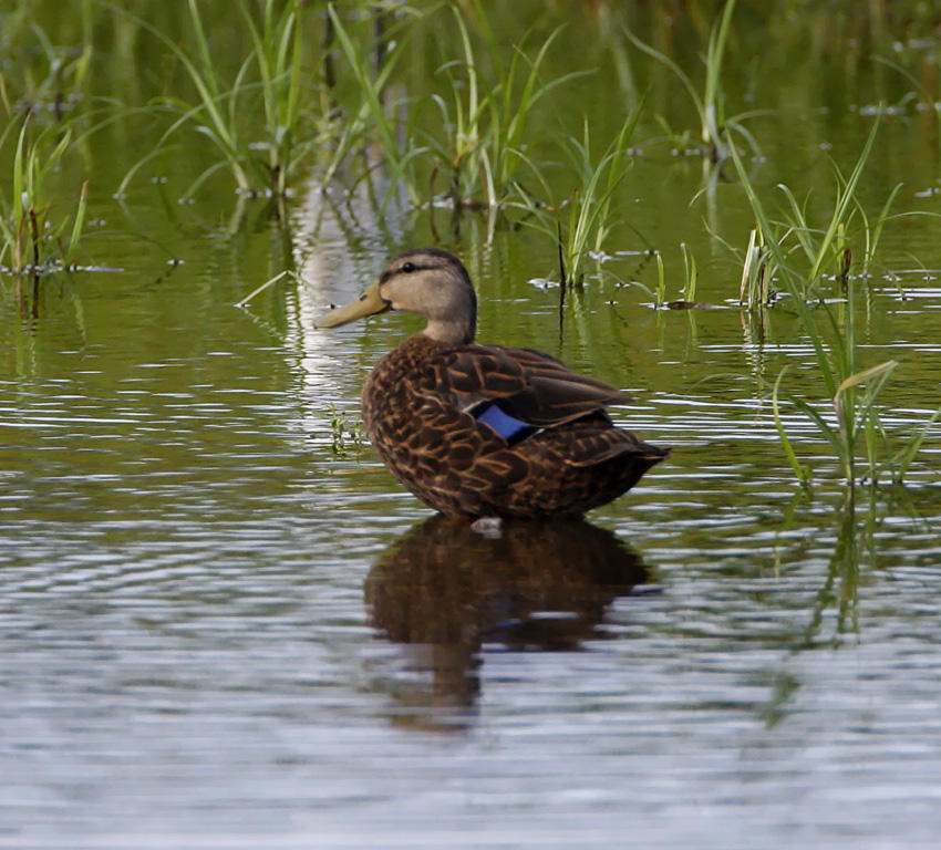 Mottled Duck - male_6636.jpg