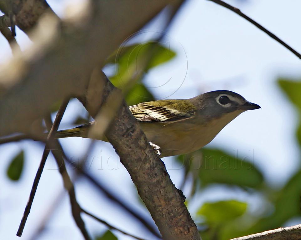 Blue-headed Vireo_8523.jpg