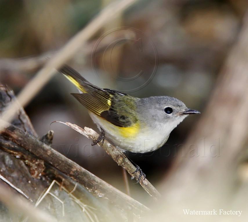 American Redstart - female_8575.jpg