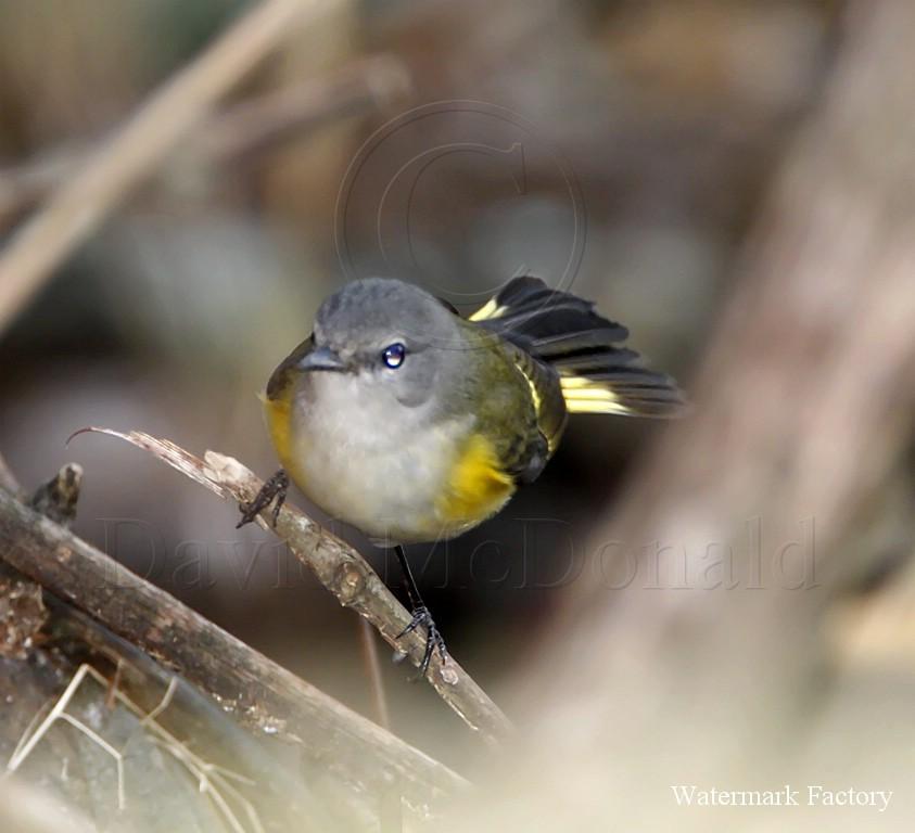 American Redstart - female_8574.jpg