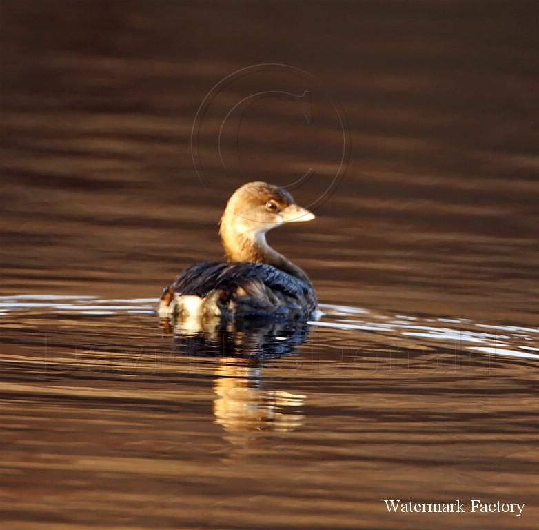 Pied-billed Grebe_8577.jpg