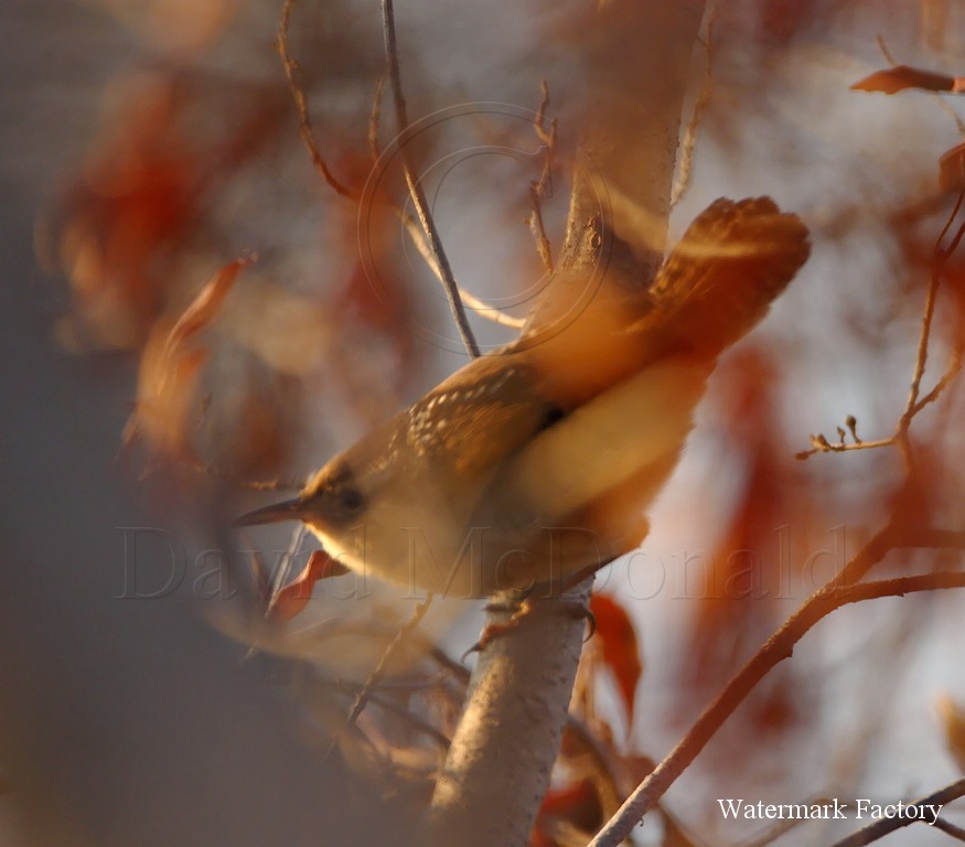 Marsh Wren_8590.jpg