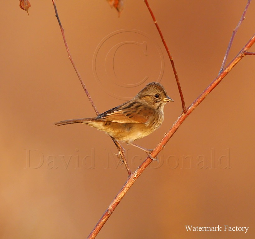 Swamp Sparrow_8600.jpg