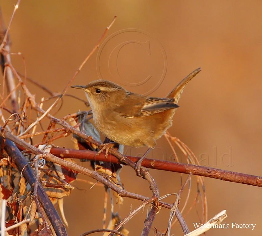 Marsh Wren - corrected ID_8608.jpg