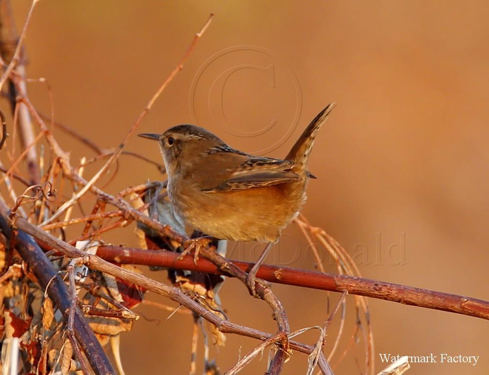 Marsh Wren - corrected ID_8609.jpg