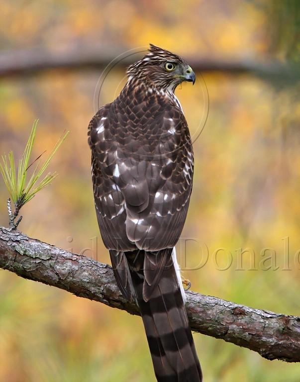 Coopers Hawk - juvenile_3222.jpg