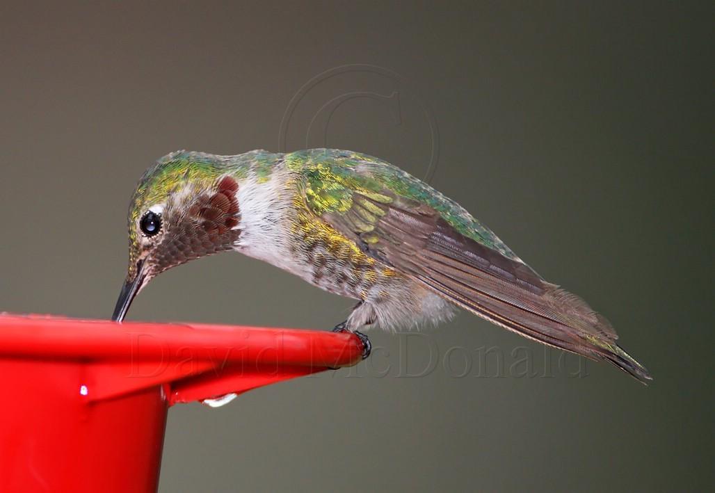 Broad-tailed Hummingbird - male_3389.jpg