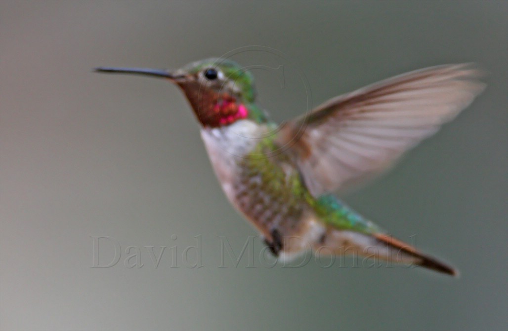 Broad-tailed Hummingbird - male_3378.jpg