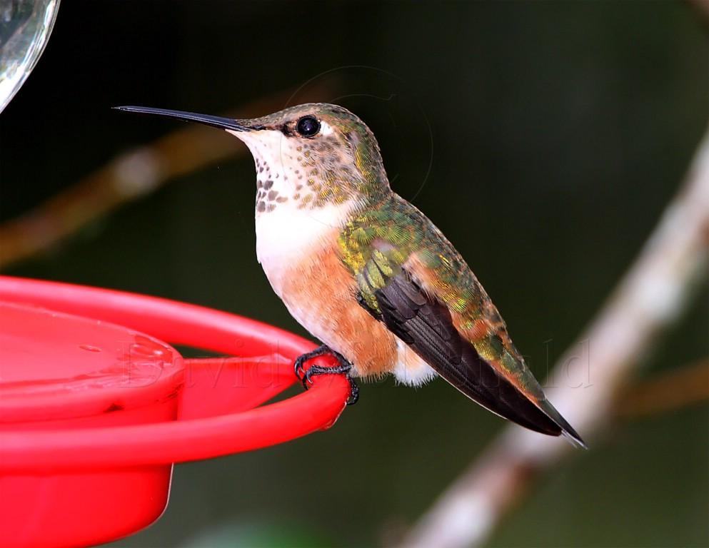 Rufous Hummingbird - female_3427.jpg