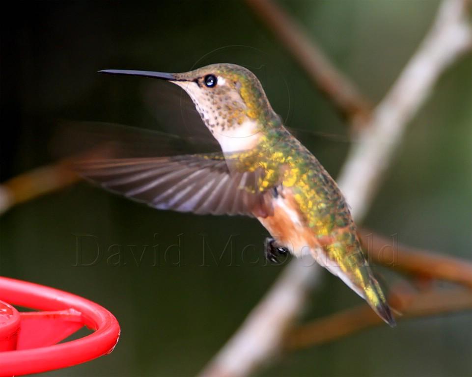 Rufous Hummingbird - female_3430.jpg