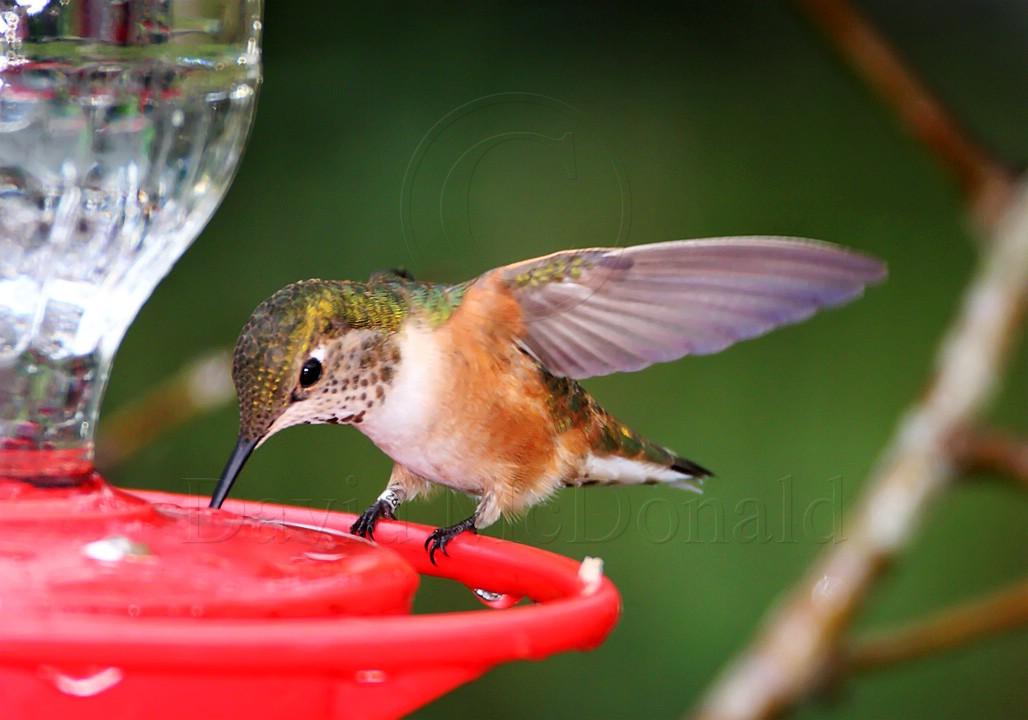 Rufous Hummingbird - female_3366.jpg