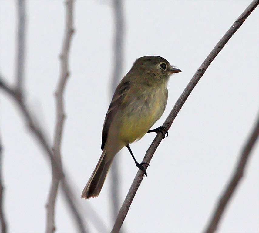 Pine Flycatcher - Choke Canyon SP - TX_3518.jpg