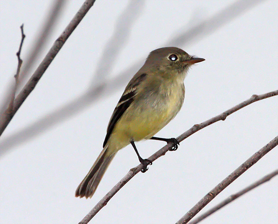 Pine Flycatcher - Choke Canyon SP - TX_3533.jpg