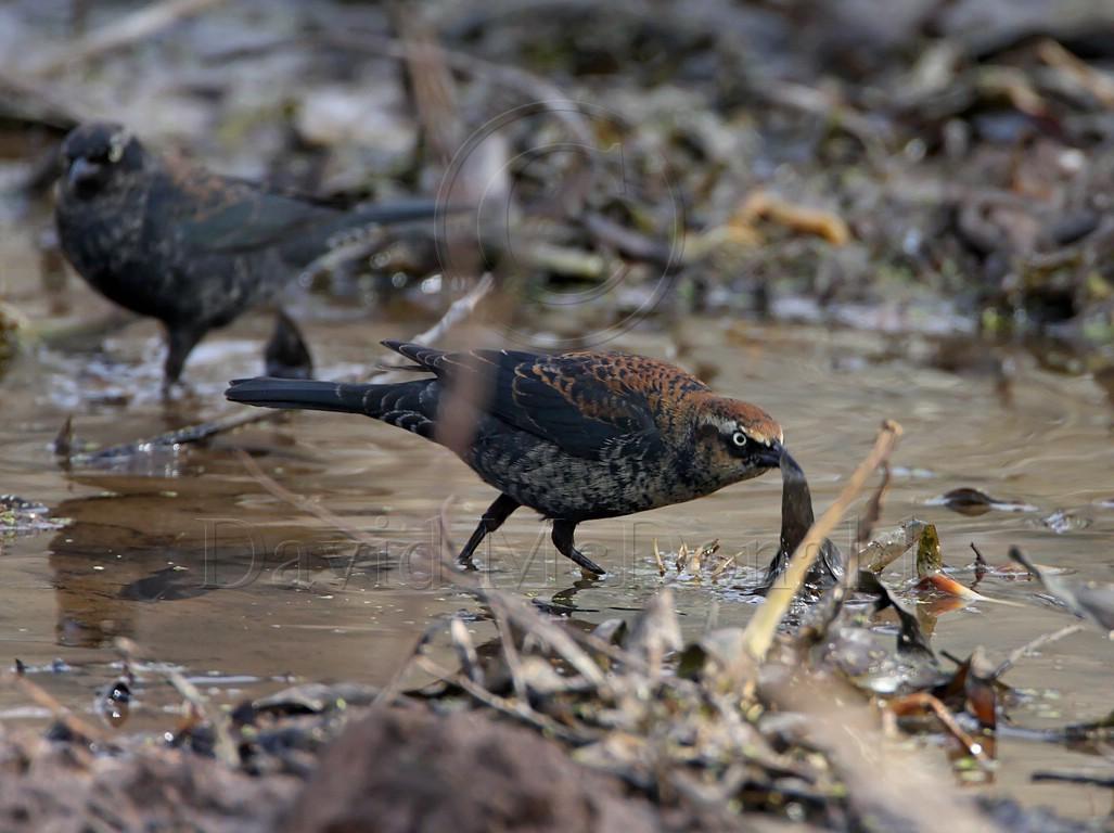 Rusty Blackbird - male - 1st winter_3617.jpg