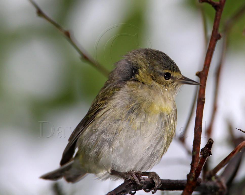 Tennessee Warbler_8096.jpg