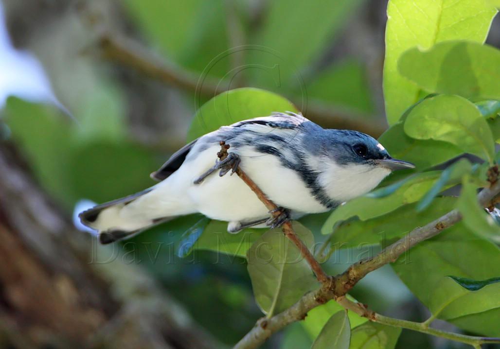 Cerulean Warbler - male_8192.jpg