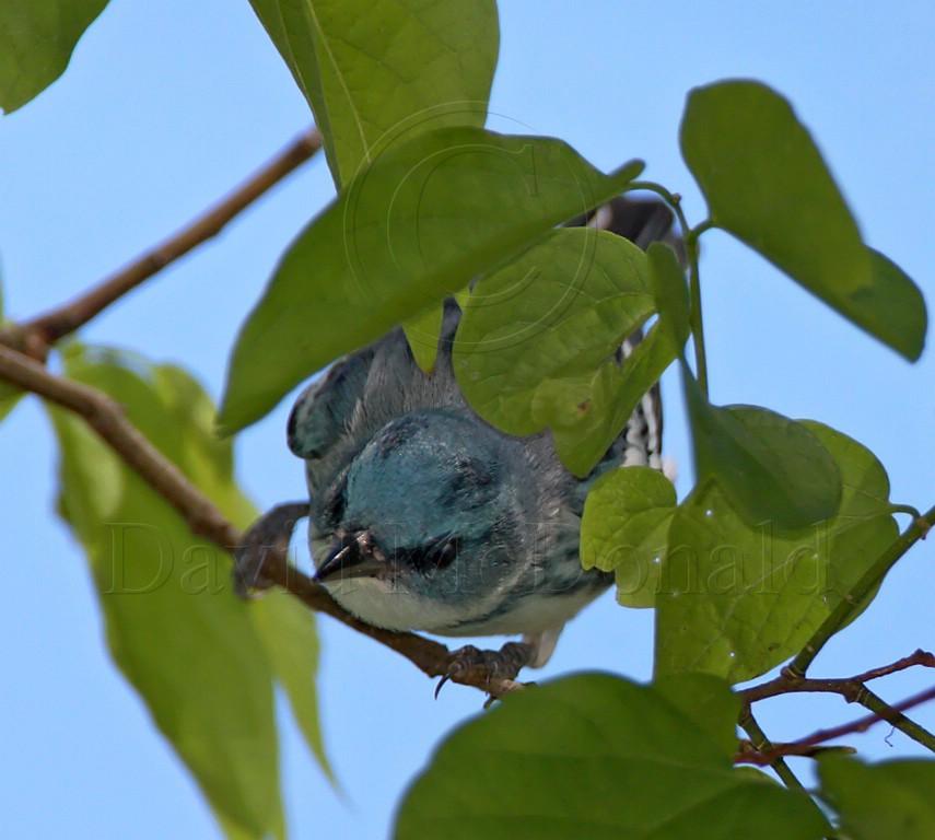 Cerulean Warbler - male_8207.jpg