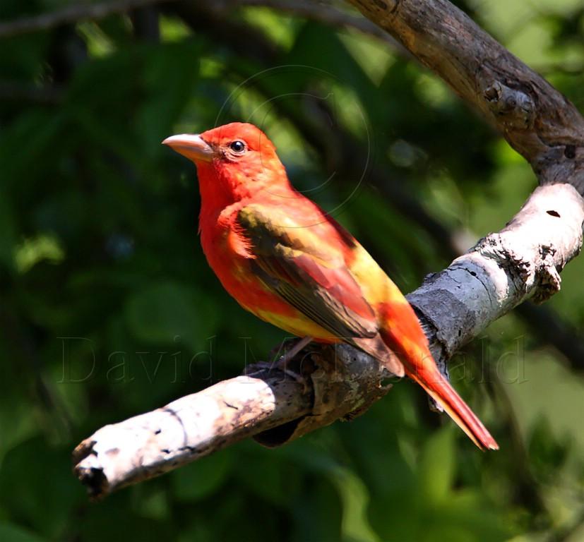 Summer Tanager - 1st summer male_8129.jpg