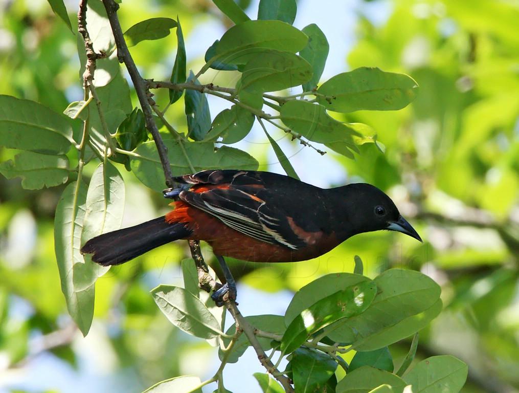 Orchard Oriole - male breeding_8436.jpg