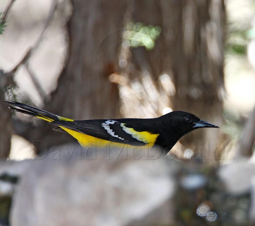 Scotts Oriole - breeding male_8981.jpg