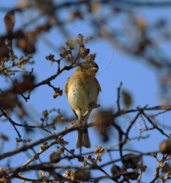 Buff-breasted Flycatcher_9209.jpg