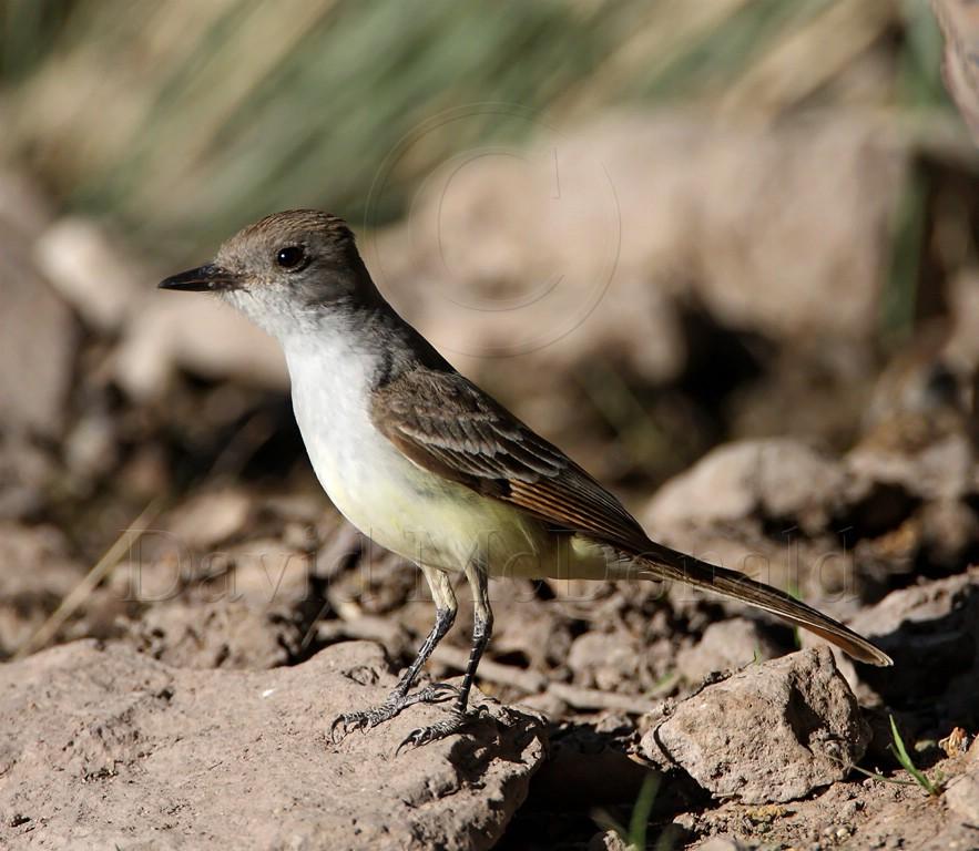 Ash-throated Flycatcher_9091.jpg